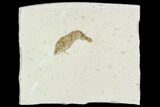 Detailed, Fossil Shrimp - Solnhofen Limestone #108912-1